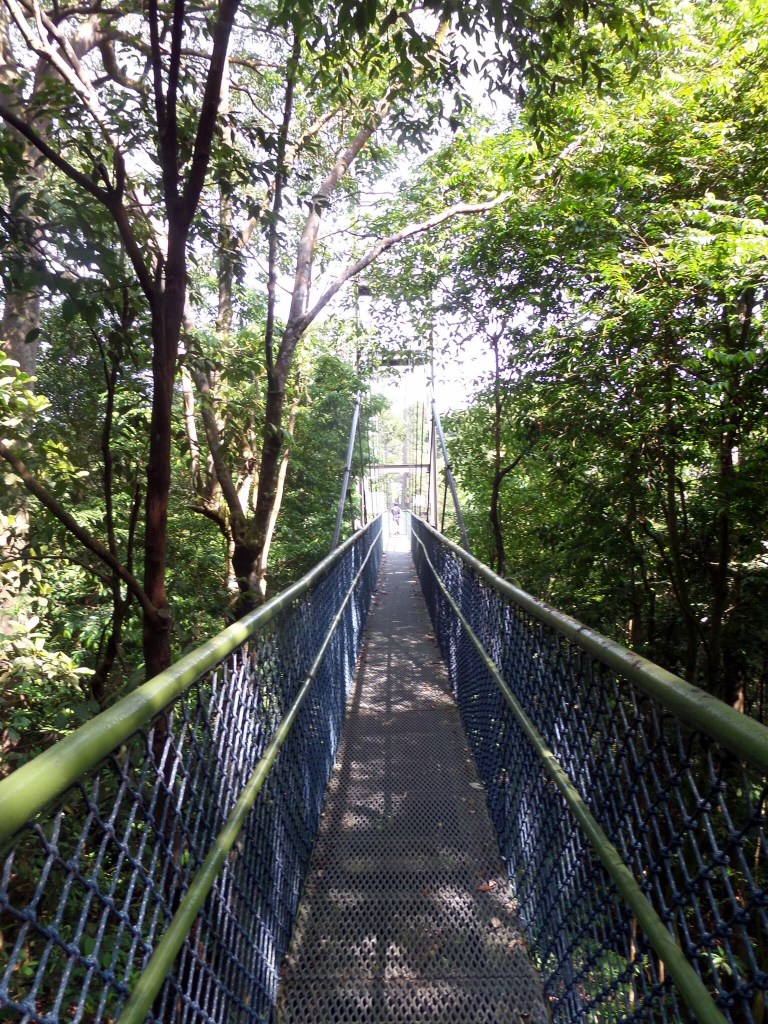 The MacRitchie Trail, Singapore 
