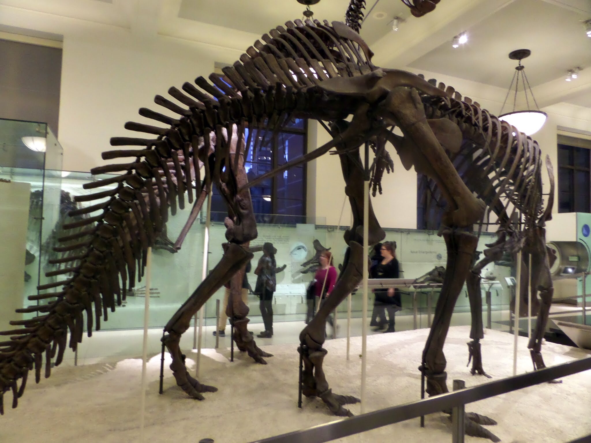 Dinosaur Gallery, American Museum of Natural History