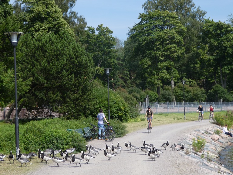 Barnacle geese near Ruoholahti, Helsinki 