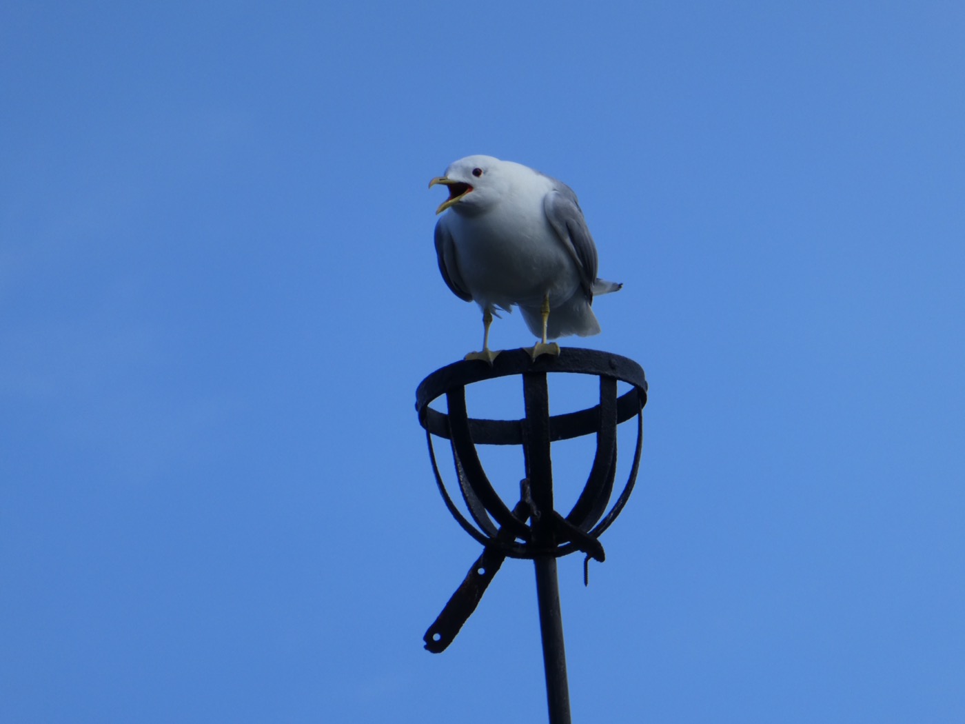Seagull, Kahvila Kampela Vuosaari , Helsinki 