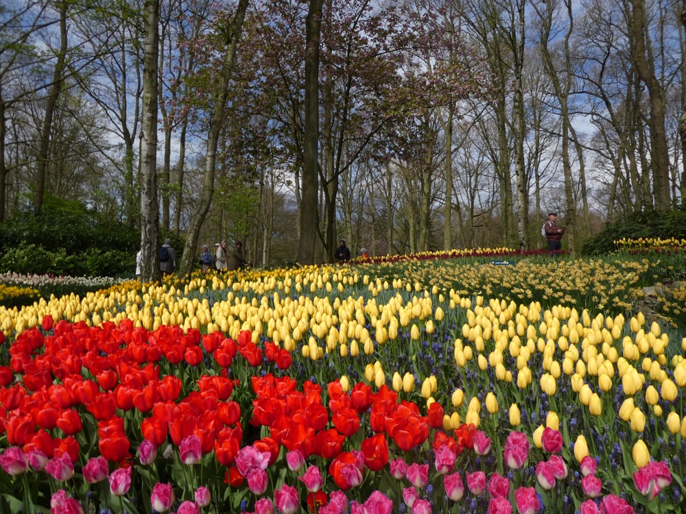 Tulips at Keukenhof Gardens