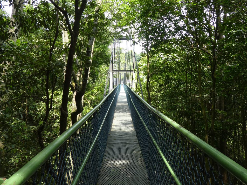 MacRitchie Trail suspension bridge, Singapore