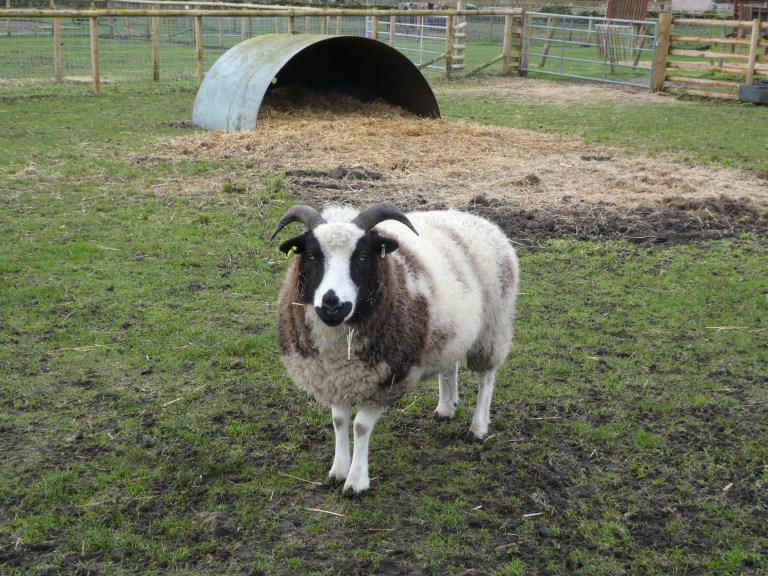 A Day Trip to Matlock Farm Park and Chesterfield: Family Fun & Historic ...