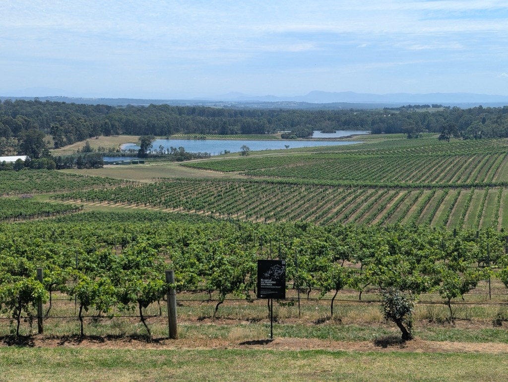 Hunter Valley vineyards, New South Wales, Australia