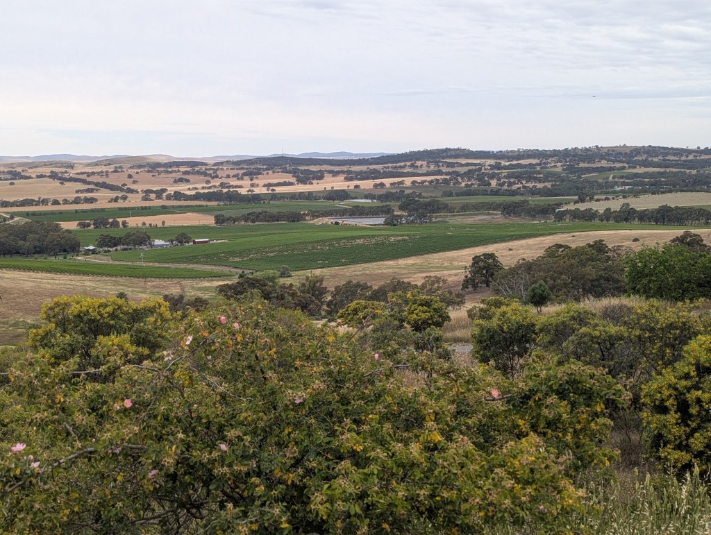 Clare Valley South Australia: A Day Exploring History, Wine & Scenic Villages