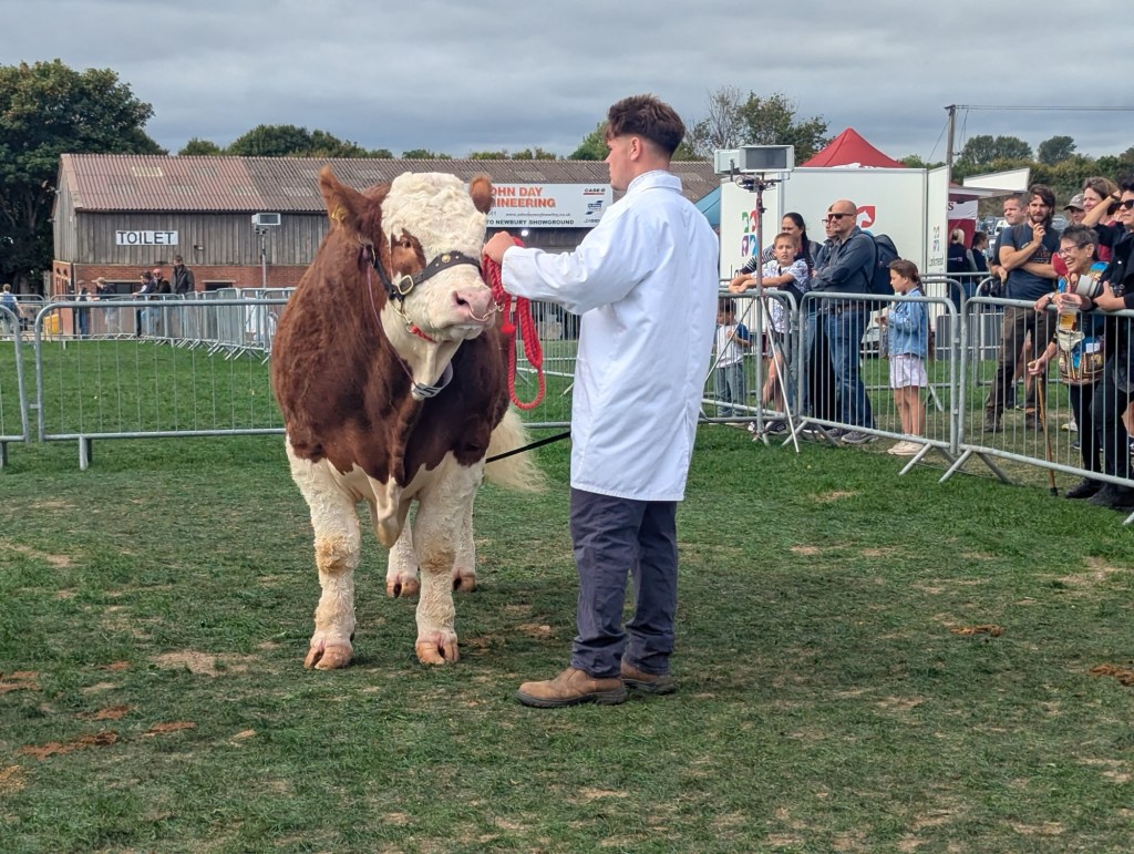 Cow being judged at Newbury Show